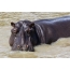 Hippo in het water