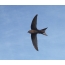 Black swift in flight