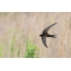 Zwarte swift tijdens de vlucht, foto op Losiny-Eiland wordt genomen dat