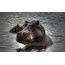 Hippos ūdenī