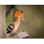 Hoopoe: φωτογραφία ενός πουλιού σε ένα δέντρο