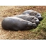 Hippos pygmy
