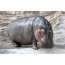 Foto nijlpaard