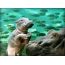 Hippo cub under vann