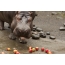 Hippo i dyrehagen