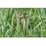 Crake in thick grass