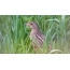 Crake in thick grass