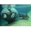 Hippopotamus amphibius underwater
