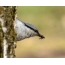 Nuthatch-vader biedt partnerfeed aan