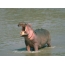 Foto hippo
