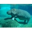 Hippo onder water