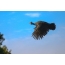 Wild guinea fowl in flight