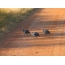 Voľne žijúca guinea v Južnej Afrike