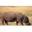 Hippo op het land