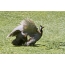 Wild guinea fowl inoparadzanisa ndima