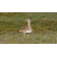 Young bustard in the steppe