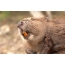 Beaver zuby