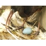 Een kom ei, foto genomen in de buurt van de stad Grodno