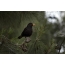 Din Blackbird