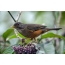I-Redbird thrush