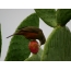 Redbird thrush