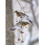 Ornusque incanuit Snowbird in hieme