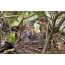 Fieldbirds bij het nest met kuikens met een meikever in zijn bek