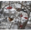 Snowbird in montem cinis