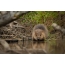Beaver ob vodi