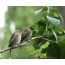 Sparrow naised