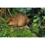 Beaver v travi