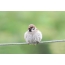 Field Sparrow je uhvatio bubamaru