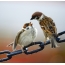 Field sparrow txau qaib