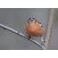 Singing finch