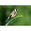 Goldfinch li ser şirkek spruce