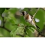 Gullfinch på en tre gren