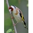 I-Goldfinch egatsheni lomuthi
