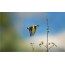 качып Goldfinch