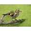 I-goldfinch encane
