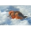 Klest-elovik mannetje struikelt in de sneeuw