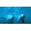 Δελφίνια κάτω από το νερό
