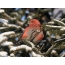 Schnur bird: male on spruce