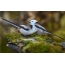 A pair of long-tailed tits, another name for birds is halts