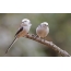 Βανίλια: ένα ζευγάρι πτηνών σε ένα κλάδο
