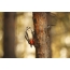 Pike ແລະ woodpecker ກ່ຽວກັບຕົ້ນໄມ້ຕົ້ນໄມ້