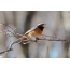 Redstart αρσενικό τραγουδάει τραγούδι αγάπη