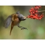 Redstart on fly plucks elderberry