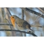 Ένα πουλί robin chirps σε ένα υποκατάστημα