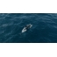 GIF slika: delfin "ploskanja roke"