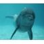 Gifska slika delfinov